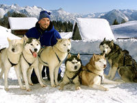 Husky Toni auf der Tschengla im Brandnertal
